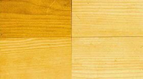 Western hemlock